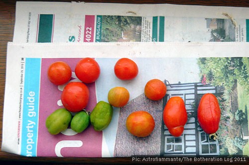 Tomatoes ripening on a windowsill