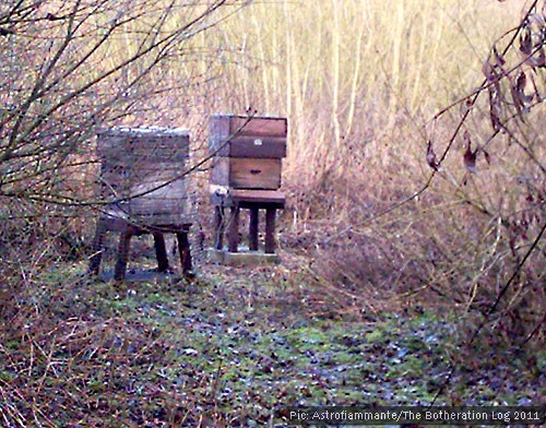 Beehives in a wood