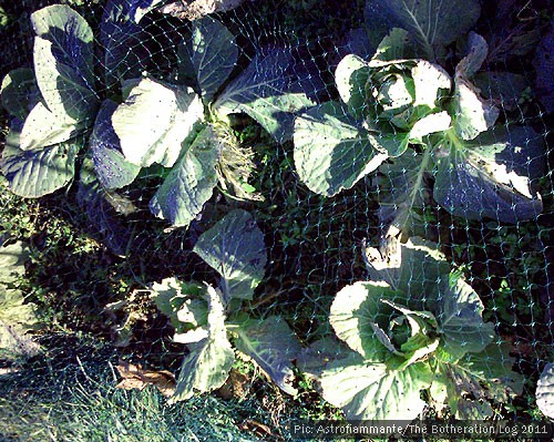 Winter cabbages in an allotment bed