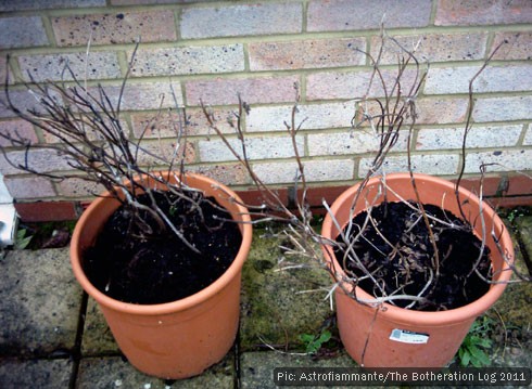 Dead herbs in winter flowerpots