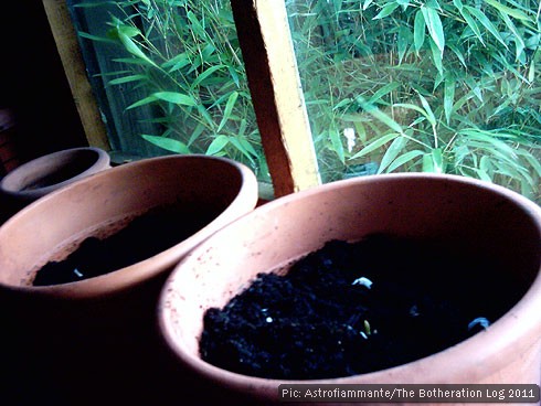 Garlic cloves in pots in a shed