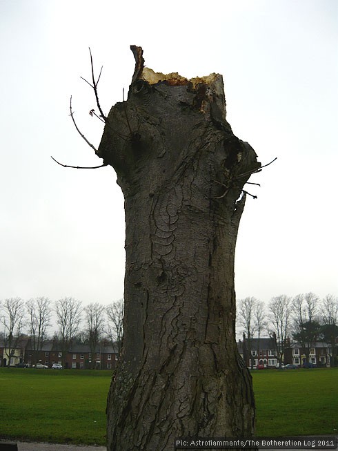 Dead tree partly cut down