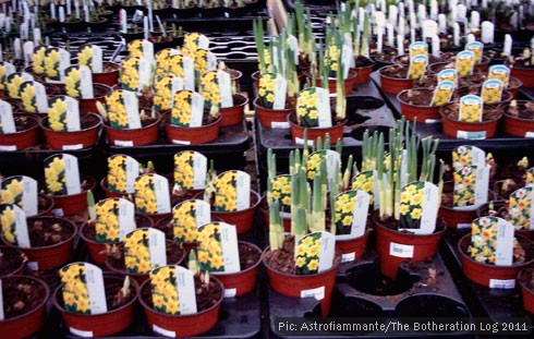 Daffodil bulbs in a garden centre