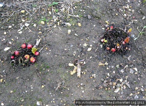 Rhubarb plants beginning to sprout