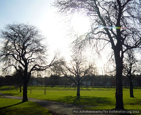 Trees and their shadows with low winter sun behind