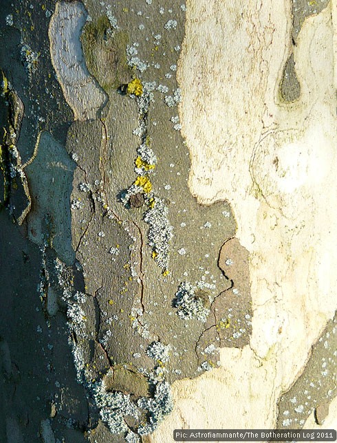 Close-up of the bark of a plane tree