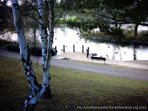 Silver Birch trees overlooking a lake