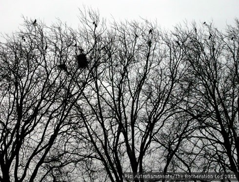 Rooks and their tree-top nests