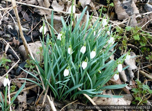 Snowdrops in flower, growing through leafmould