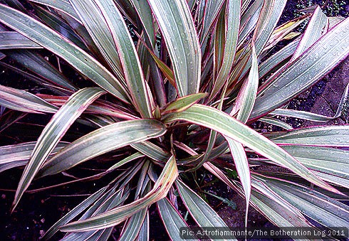 Central crown of a Phormium plant