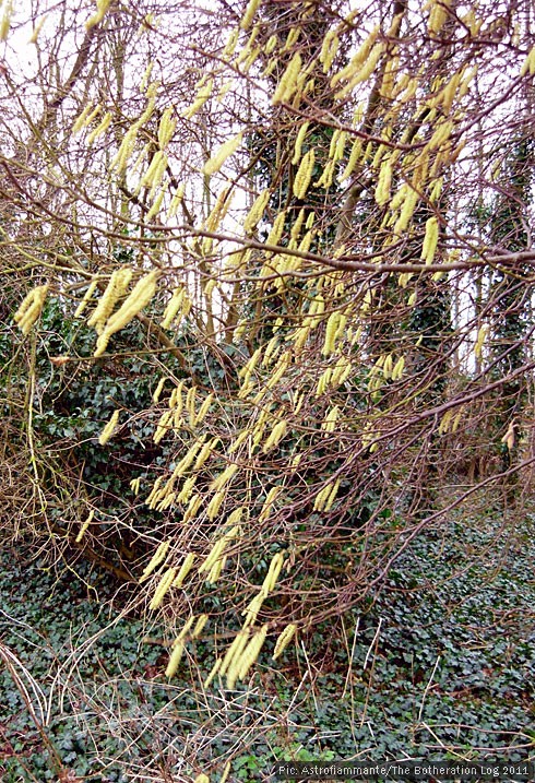 Tree bearing catkins