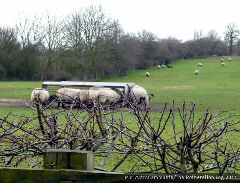 Sheep eating winter feed in a field