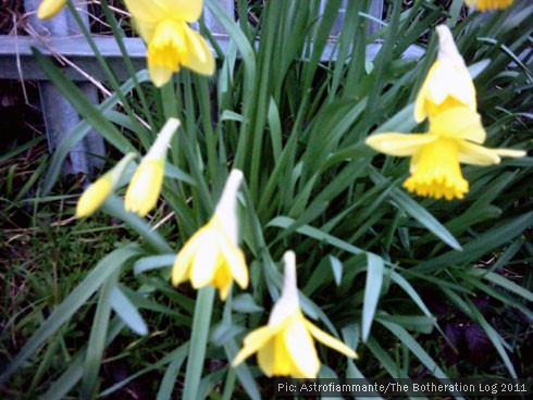Daffodils coming into flower