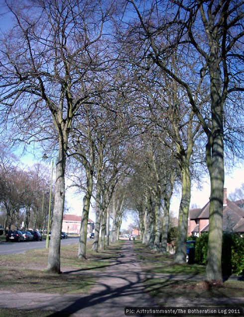 Tree-lined street receding into distance