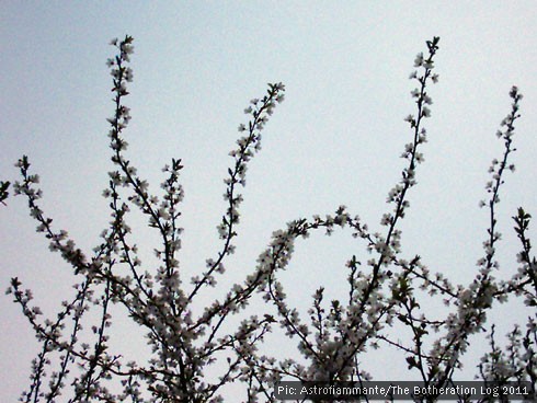 Blossom on tree branches