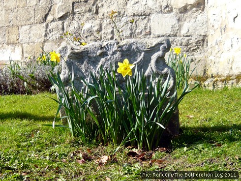 Daffodils surrounding an ancient gravestone