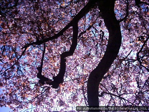 Branches and blossom against a blue sky