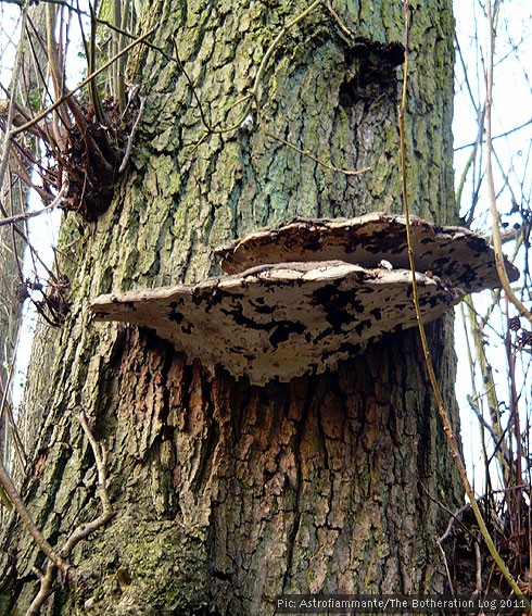 Bracket fungus on a tree trunk
