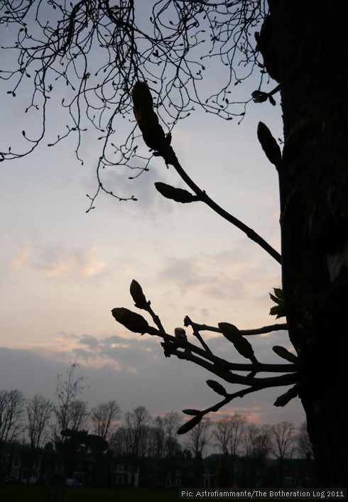 Budding horse chestnut tree pictured against evening sky