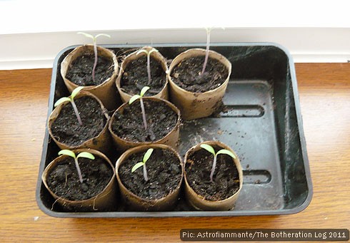Costoluto Fiorentino tomato seedlings shortly after germination