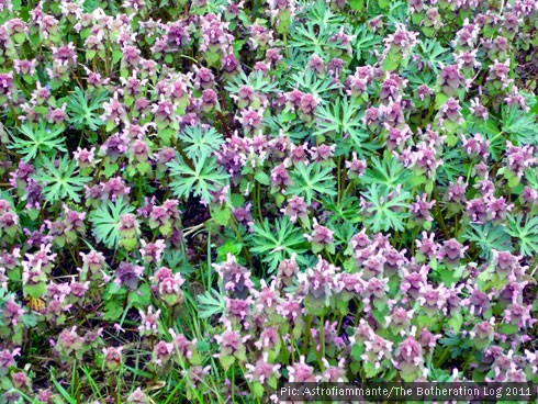 Dead nettle patch