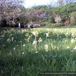 Cowslips on a grass verge