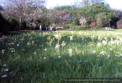 Cowslips on a grass verge