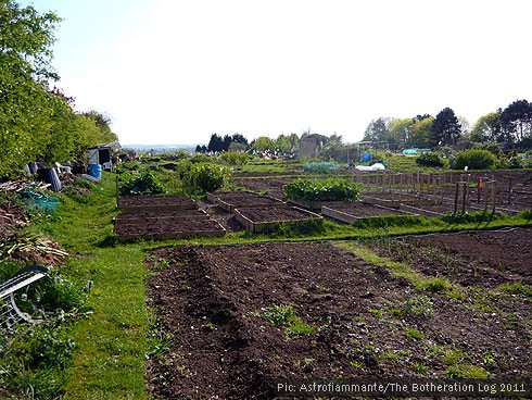 Allotments in spring