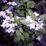 Apple blossom and a bumblebee