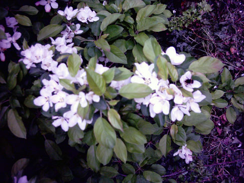 Apple blossom and a bumblebee