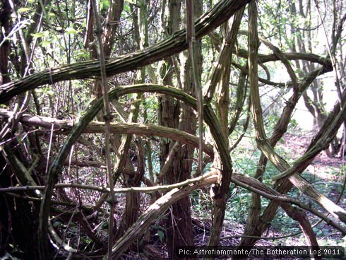 Creeper in the branches of a tree