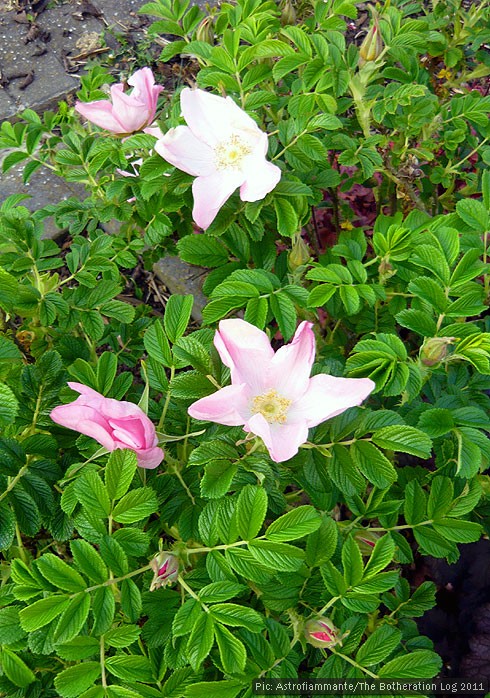 Pale pink Rosa Rugosa coming into flower