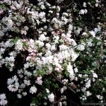 Blossom_10