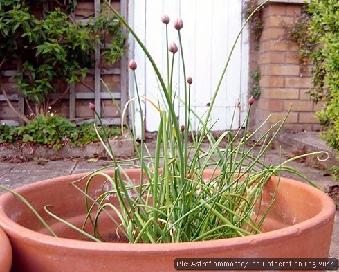 Flowering chives in a terracotta pot