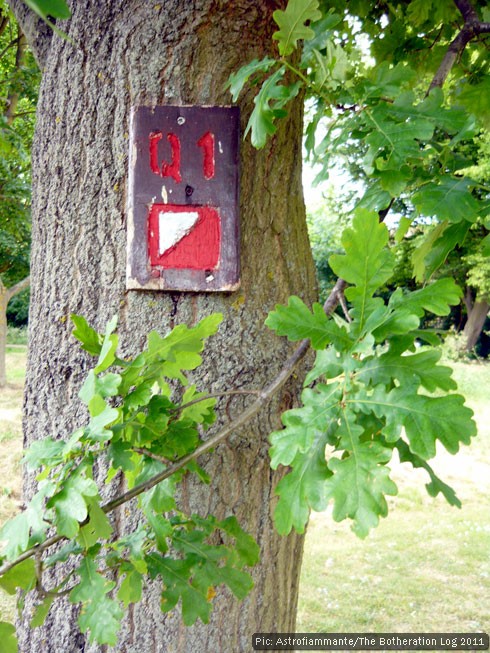 Orienteering control mark fixed to an oak tree