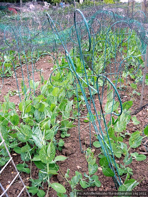 Pea plants in an allotment patch