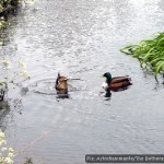 Anas platyrhynchos: Latin name for the wild duck, or mallard, one of the UK's most common duck species.