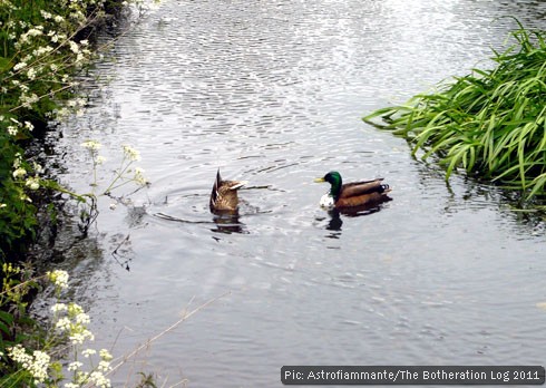 Ducks on the river