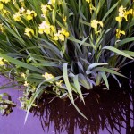 Iris pseudacorus: Latin name for the yellow flag iris, here growing in the wild in a riverbed.