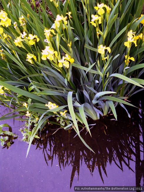 Yellow flag iris growing in a river