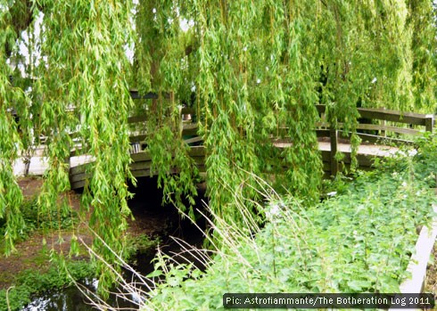 Bridge over a stream flanked by weeping willows