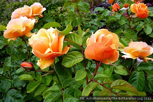 Apricot roses in various states of flower