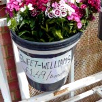 William: A boy's name traceable to old Germanic and Norman French roots, meaning 'helm' or 'protector'. It has been the name of four English kings.