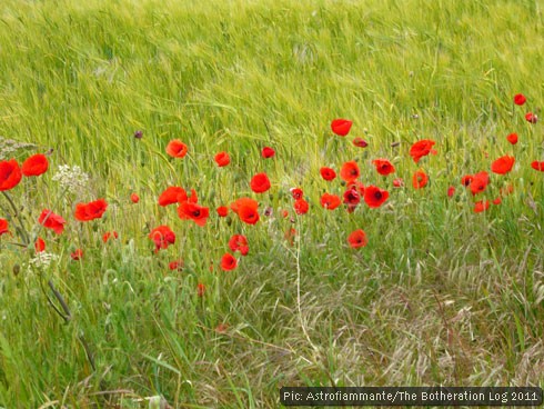 Poppies in a field of barley