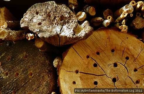 Drilled logs providing nesting spots for solitary bees