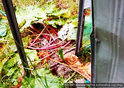 Collapsed rhubarb plants outside a ruined greenhouse