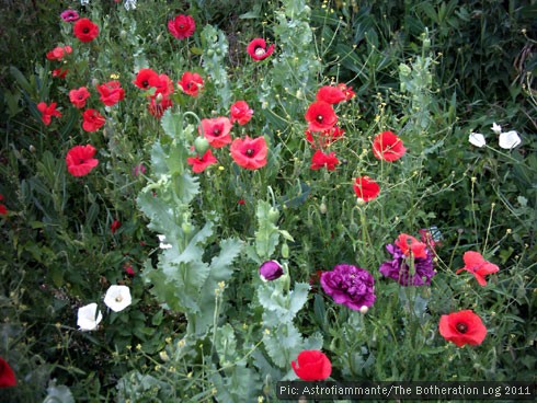 Poppies and Convolvulus growing on the margins of a car park