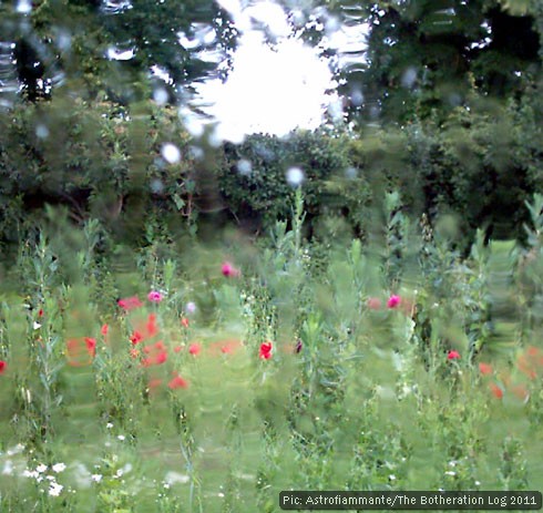 Poppies and other wild flowers in a verge, seen through a rainy window