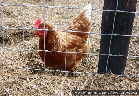 A free-range chicken on a Hertfordshire farm