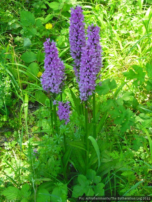 A clump of orchids in a meadow